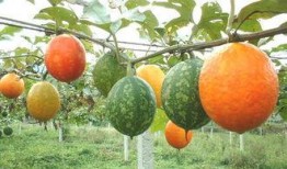 产后吃吊瓜,吊瓜助力妈妈健康恢复