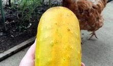 瓜芯可以吃吗,揭秘其食用价值与食用方法