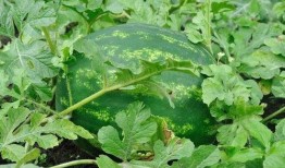 转基因瓜可以吃吗,安全食用与科学认知