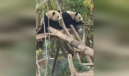 熊猫成吃瓜群众,揭秘动物界的“八卦”现象