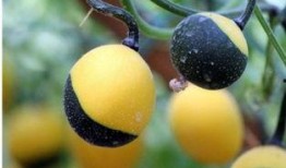 产后吃吊瓜,吊瓜助力妈妈健康恢复