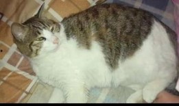 娜猫吃瓜,揭秘娱乐圈幕后故事