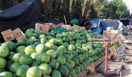 九亿吃瓜,揭秘网络舆论场的狂欢与反思