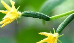 黃瓜花可以吃,美味与营养的双重享受