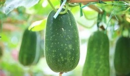 宝宝吃三瓜好吗怎么吃,科学搭配，营养满分