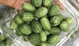 肝病可以吃老鼠瓜吗,老鼠瓜的适宜性探讨