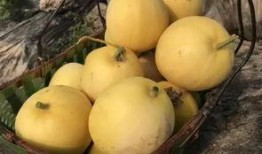 香香吃瓜,揭秘娱乐圈的甜蜜与苦涩