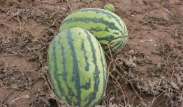 梦见死人吃小瓜,揭秘梦中死人吃小瓜的神秘寓意