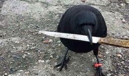 瓜哥吃瓜乌鸦喝水视频,一场趣味横生的动物奇遇记