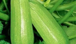 wmq吃瓜,揭秘娱乐圈那些不为人知的幕后故事