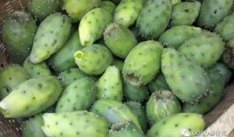 铭亮min吃瓜,揭秘娱乐圈幕后故事