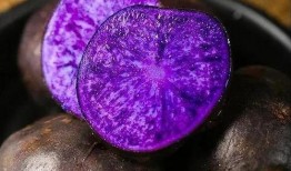 甘孜阿坝吃瓜,探寻藏地美食的“吃瓜”之旅