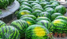 吃瓜vx学校里,吃瓜vx带你领略校园生活百态