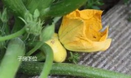 桐乡吃瓜聊天群,邻里间的欢乐时光