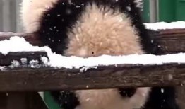 吃瓜熊合集,趣味横生的动物食趣大揭秘