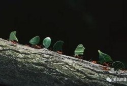 蚂蚁吃瓜作文,揭示自然界的奇妙生态现象