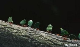 蚂蚁吃瓜作文,揭示自然界的奇妙生态现象
