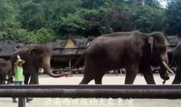 吃瓜靓仔苏克,揭秘娱乐圈的“瓜王”传奇