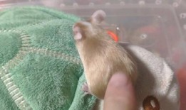 老鼠的吃瓜事件,揭秘动物界的“美食狂欢”