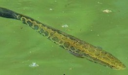 黑鱼在线吃瓜,揭秘网络舆论场的狂欢与争议