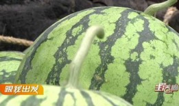 宜昌最新吃瓜事件,揭秘神秘事件背后的真相