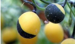 减肥吊瓜怎么吃