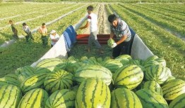 寿光圣都老师吃瓜,揭秘背后真相与网络舆论风暴