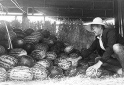 马坊吃瓜群众事迹