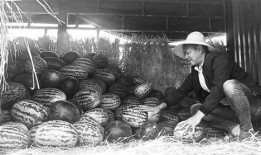 马坊吃瓜群众事迹