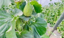 香河吃瓜,吃瓜群众欢乐多