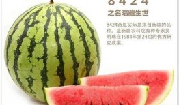 岑岑吃瓜粉丝自己的瓜,揭秘粉丝自曝的瓜皮故事