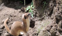 黄鼠狼吃瓜群众,黄鼠狼视角下的瓜群众众生相
