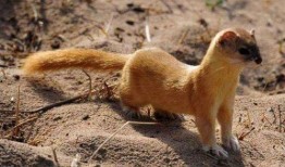 黄鼠狼吃瓜群众,黄鼠狼视角下的瓜群众众生相