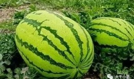 吃瓜超大瓜,吃瓜群众目瞪口呆！