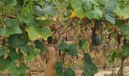 上安村吃瓜,瓜香四溢，共享田园生活乐趣