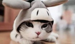 带你吃瓜 奇葩猫手办