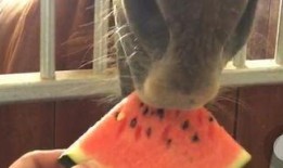 吃瓜掉马,揭秘娱乐圈背后的惊人真相