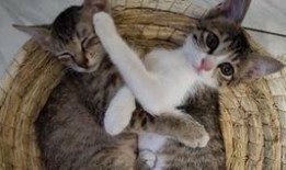 娜猫吃瓜,揭秘娱乐圈幕后故事