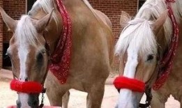 吃瓜掉马,揭秘娱乐圈背后的惊人真相