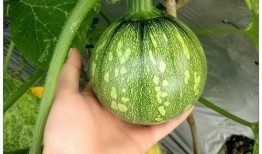 浙江吃蒲瓜,蒲瓜的鲜美滋味探索之旅