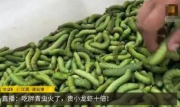 青虫吃瓜胎,自然界的奇妙生命循环