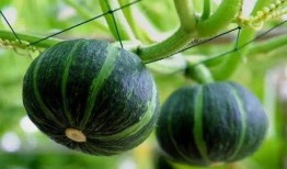 清脆吃瓜林诺诺,林诺诺带你领略夏日清凉