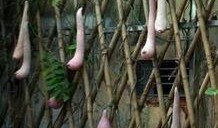 带你吃瓜搞笑昆虫,带你领略搞笑昆虫的奇妙世界