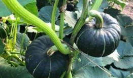 贝贝瓜容易吃中毒吗,食用需谨慎