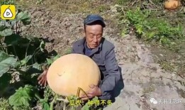 吃瓜礼县,探寻吃瓜文化的魅力所在