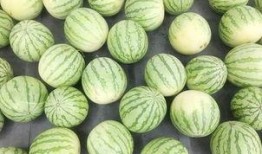 吃西瓜皮瓜群众,解锁西瓜皮的多样美味