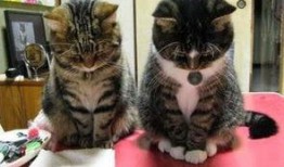 带你吃瓜 奇葩猫手办