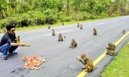 印度猴子吃瓜照,夏日街头一景引网友热议