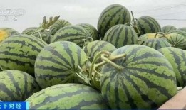 成大材料系吃瓜,一场别开生面的‘吃瓜盛宴”