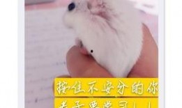 老鼠的吃瓜事件,揭秘动物界的“美食狂欢”